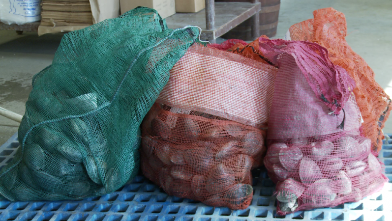 New Jersey was once the clam capital of the east coast but now clams are in short supply.